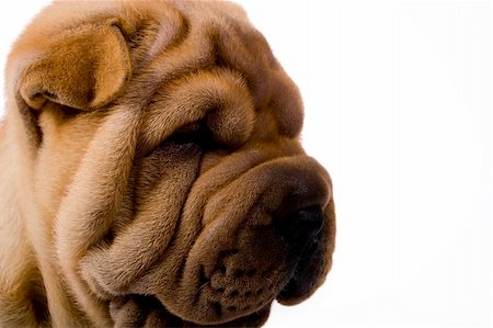 simsearch:400-04181579,k - Funny sharpei puppy isolated on white background Stock Photo - Budget Royalty-Free & Subscription, Code: 400-04090444