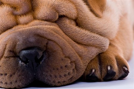 simsearch:400-04181579,k - Funny sharpei puppy isolated on white background Stock Photo - Budget Royalty-Free & Subscription, Code: 400-04090446