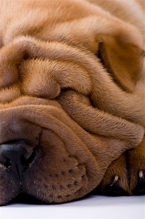 simsearch:400-04181579,k - Funny sharpei puppy isolated on white background Stock Photo - Budget Royalty-Free & Subscription, Code: 400-04090447