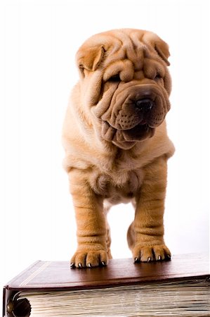 simsearch:400-04181579,k - Funny sharpei puppy isolated on white background Stock Photo - Budget Royalty-Free & Subscription, Code: 400-04090449