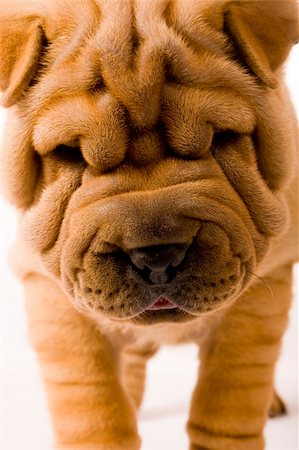 simsearch:400-04181579,k - Funny sharpei puppy isolated on white background Stock Photo - Budget Royalty-Free & Subscription, Code: 400-04090443