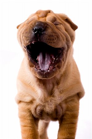 simsearch:400-04875272,k - Funny sharpei puppy isolated on white background Stock Photo - Budget Royalty-Free & Subscription, Code: 400-04090450
