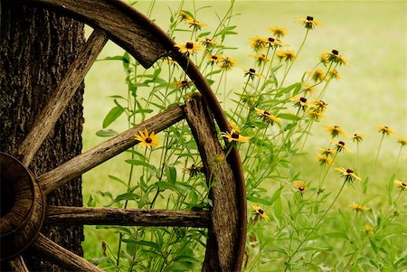 An abstract of a wagon wheel with Black-Eyed-Susans blooming around it in the morning Summer light. Stock Photo - Budget Royalty-Free & Subscription, Code: 400-04090678