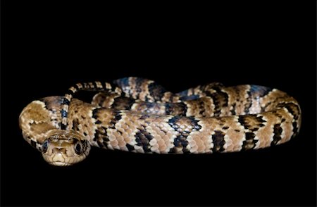 simsearch:400-05338354,k - False Water Cobra coiled up against a black background. Stock Photo - Budget Royalty-Free & Subscription, Code: 400-04092830