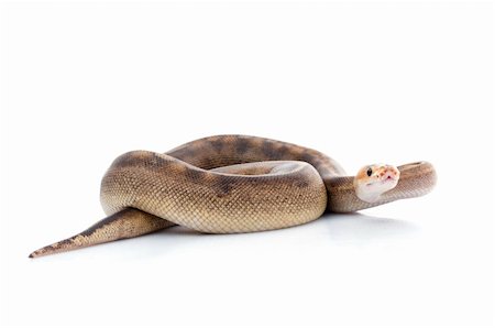 simsearch:400-05338354,k - Champagne Ball Python against white background. Stock Photo - Budget Royalty-Free & Subscription, Code: 400-04092906