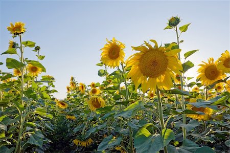 simsearch:841-07523710,k - sunflower field on blue gradient sky Photographie de stock - Aubaine LD & Abonnement, Code: 400-04093406
