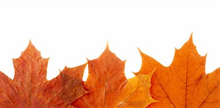 simsearch:400-05256623,k - dry maple leaf is isolated on white Photographie de stock - Aubaine LD & Abonnement, Code: 400-04093414