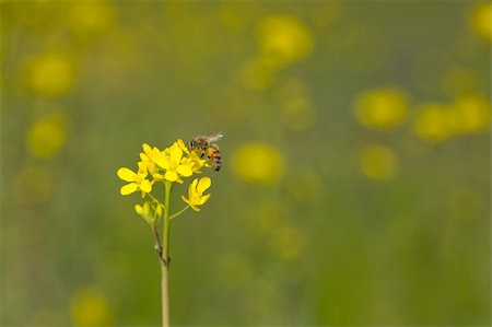 simsearch:400-04920020,k - Honey Bee, Apis mellifera, on Wild Mustard, Brassica nigra Foto de stock - Super Valor sin royalties y Suscripción, Código: 400-04105070