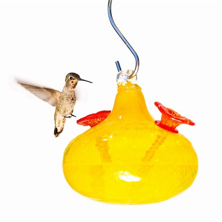 simsearch:400-04604339,k - Hummingbird Hovering at Feeder Isolated on White Stock Photo - Budget Royalty-Free & Subscription, Code: 400-04101454