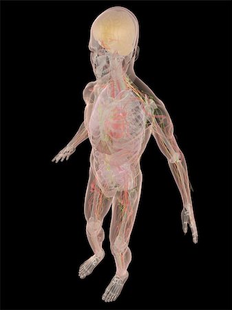 3d rendered anatomy illustration of a transparent human body Stock Photo - Budget Royalty-Free & Subscription, Code: 400-04103565