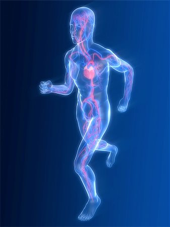 3d rendered illustration of a transparent running man with vascular system and highlighted heart Stock Photo - Budget Royalty-Free & Subscription, Code: 400-04103619