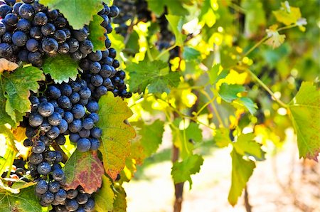 simsearch:846-03166143,k - Purple grapes growing on vine in bright sunshine Stock Photo - Budget Royalty-Free & Subscription, Code: 400-04114226