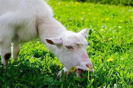 simsearch:400-05294140,k - Female goat grazing on a sunny green field. Stock Photo - Budget Royalty-Free & Subscription, Code: 400-04114268