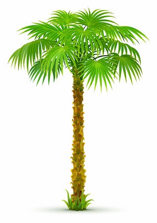 pic palm tree beach big island - tropical palm tree with green leaves isolated - vector illustration Stock Photo - Budget Royalty-Free & Subscription, Code: 400-04114362