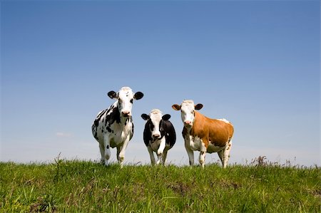 dutch cow pictures - Dutch cows in the meadow Stock Photo - Budget Royalty-Free & Subscription, Code: 400-04114735