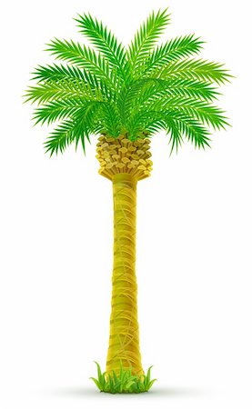 pic palm tree beach big island - tropical palm tree with green leaves isolated - vector illustration Stock Photo - Budget Royalty-Free & Subscription, Code: 400-04115382