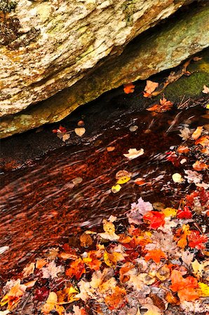 simsearch:400-05678857,k - Shore of fall forest with colorful leaves floating in water Stock Photo - Budget Royalty-Free & Subscription, Code: 400-04115425