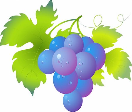 simsearch:400-06923729,k - Vectors of ripe, juicy, bunches of grapes with drops of dew Stock Photo - Budget Royalty-Free & Subscription, Code: 400-04117970