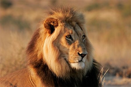 simsearch:400-04727848,k - Portrait of a big male African lion (Panthera leo), Kalahari desert, South Africa Stock Photo - Budget Royalty-Free & Subscription, Code: 400-04118134