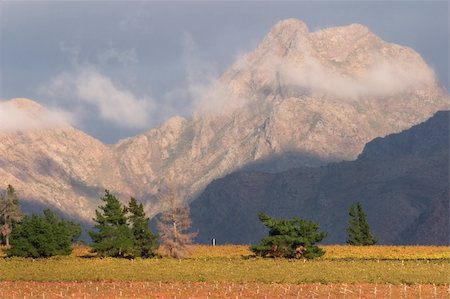 simsearch:400-04909150,k - Landscape of vineyards and mountains, Cape Town area, South Africa Stock Photo - Budget Royalty-Free & Subscription, Code: 400-04118154