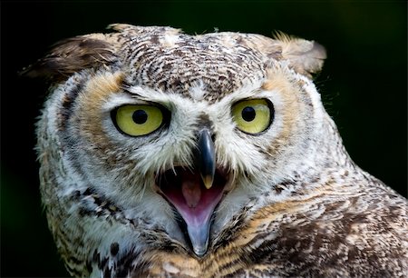 staring eagle - Close up of an Eagle Owl with big yellow eyes and beak open Photographie de stock - Aubaine LD & Abonnement, Code: 400-04118902