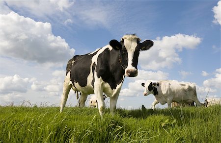 dutch cow pictures - Dutch cows in the meadow Stock Photo - Budget Royalty-Free & Subscription, Code: 400-04111266