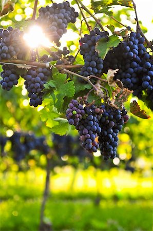 simsearch:846-03166143,k - Purple grapes growing on vine in bright sunshine Stock Photo - Budget Royalty-Free & Subscription, Code: 400-04113145
