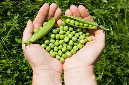 simsearch:400-05744520,k - Woman's hands holding green peas Stock Photo - Budget Royalty-Free & Subscription, Code: 400-04124534