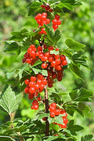 simsearch:400-05370991,k - Redcurrant bunches on a branch Stock Photo - Budget Royalty-Free & Subscription, Code: 400-04124531
