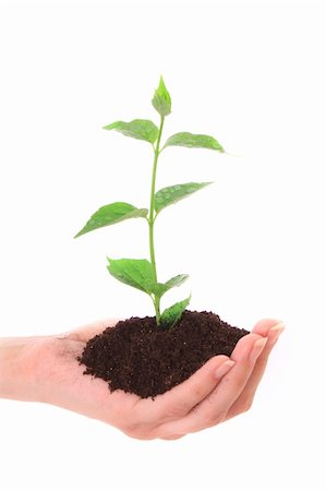 seed growing in soil - Young plant in hand over white Stock Photo - Budget Royalty-Free & Subscription, Code: 400-04124809