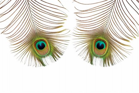 peacock pattern photography - Two iridescent peacock feathers featuring the eyes, over white background. Stock Photo - Budget Royalty-Free & Subscription, Code: 400-04125474