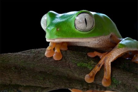 simsearch:400-05735843,k - monkey tree frog closeup un a branch Stock Photo - Budget Royalty-Free & Subscription, Code: 400-04125714