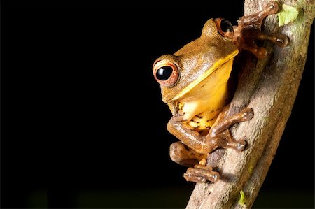 simsearch:400-05735843,k - tree frog hypsiboas geograficus at night in the Bolivian jungle Stock Photo - Budget Royalty-Free & Subscription, Code: 400-04125712
