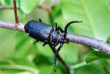 simsearch:400-04920020,k - black large  beetle on branch as background Foto de stock - Super Valor sin royalties y Suscripción, Código: 400-04128355