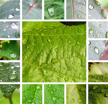 simsearch:400-05698489,k - Collage from photos of green leaves with raindrops. It is photographed under natural conditions. Stock Photo - Budget Royalty-Free & Subscription, Code: 400-04121483