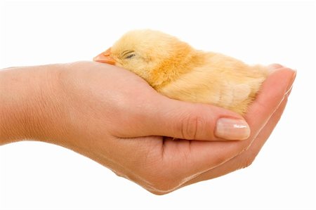 Woman holding a little sleeping chicken in hand - isolated Stock Photo - Budget Royalty-Free & Subscription, Code: 400-04123019