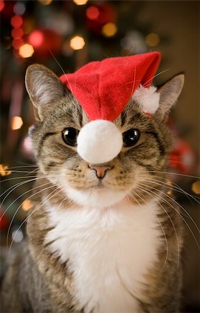 pet photos with christmas lights - Cat with Santa Claus red hat looking at camera Stock Photo - Budget Royalty-Free & Subscription, Code: 400-04136585