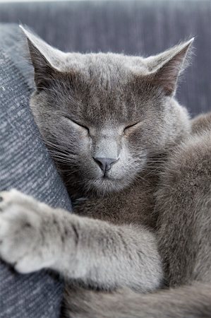 sleepy gray cat on a sofa Stock Photo - Budget Royalty-Free & Subscription, Code: 400-04137797