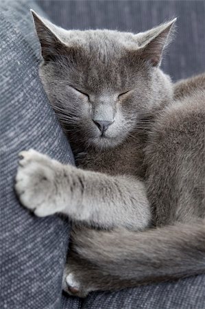 sleepy gray cat on a sofa Stock Photo - Budget Royalty-Free & Subscription, Code: 400-04137798