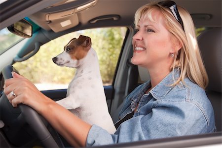 funny images of people driving - Jack Russell Terrier Dog Enjoying a Car Ride. Stock Photo - Budget Royalty-Free & Subscription, Code: 400-04139844