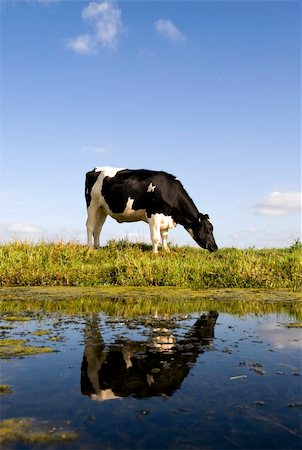 dutch cow pictures - Dutch cow in the meadow Stock Photo - Budget Royalty-Free & Subscription, Code: 400-04139875
