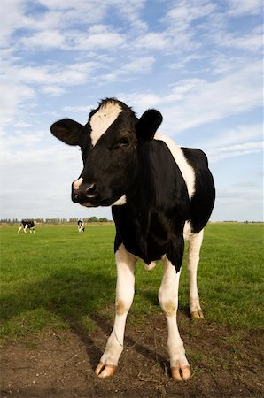 dutch cow pictures - Dutch cow in the meadow Stock Photo - Budget Royalty-Free & Subscription, Code: 400-04139877
