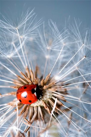 simsearch:400-04920020,k - Ladybird crawling amongst a dandelions seed pods Foto de stock - Super Valor sin royalties y Suscripción, Código: 400-04130288