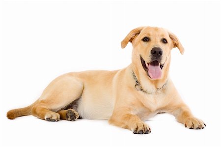 simsearch:400-04185637,k - Puppy Labrador retriever cream in front of white background Stock Photo - Budget Royalty-Free & Subscription, Code: 400-04130395