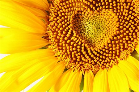 simsearch:400-05671297,k - stamens in the form of heart on a sunflower Stock Photo - Budget Royalty-Free & Subscription, Code: 400-04132991