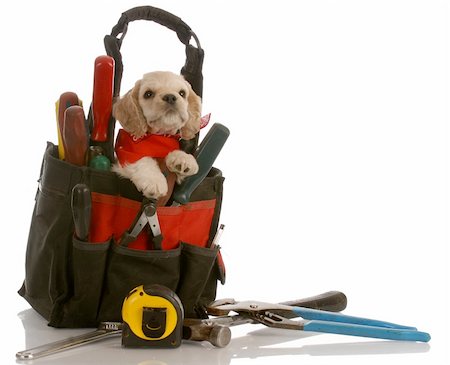 dogs misbehaving - american cocker spaniel puppy sitting inside tool kit Stock Photo - Budget Royalty-Free & Subscription, Code: 400-04133356