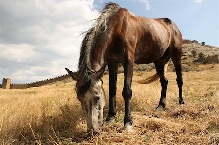 The wild horse grazed against an old fortress Stock Photo - Budget Royalty-Free & Subscription, Code: 400-04133781