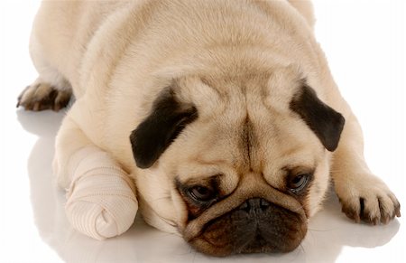 simsearch:400-04181579,k - veterinary care - pug dog with bandaid on paw Stock Photo - Budget Royalty-Free & Subscription, Code: 400-04144839