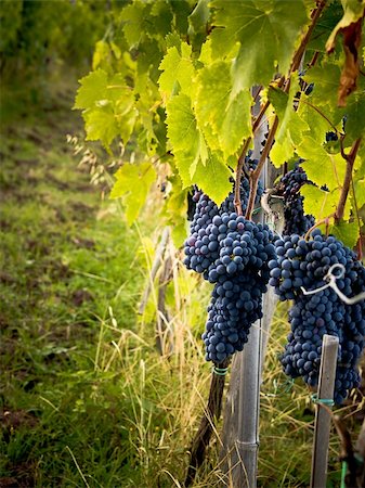 simsearch:400-06923729,k - Grapes on the Vine Stock Photo - Budget Royalty-Free & Subscription, Code: 400-04147644