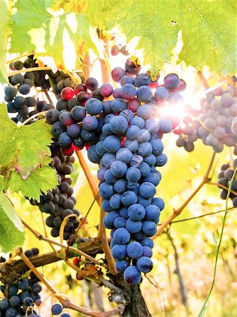 simsearch:400-06923729,k - Grapes on the Vine Stock Photo - Budget Royalty-Free & Subscription, Code: 400-04147645